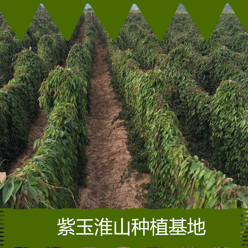 江西山藥圖片/江西山藥樣板圖 (3)