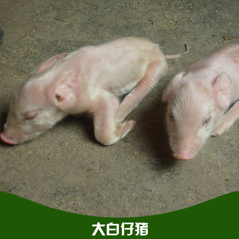 大白仔豬圖片/大白仔豬樣板圖 (3)