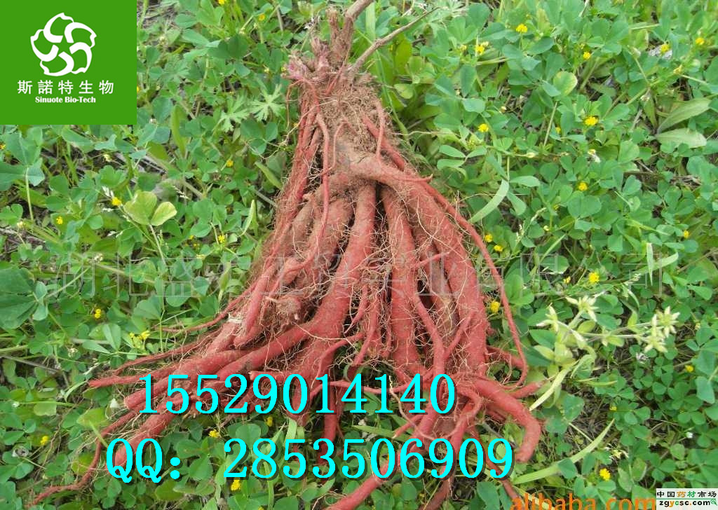 丹參酮圖片/丹參酮樣板圖 (1)