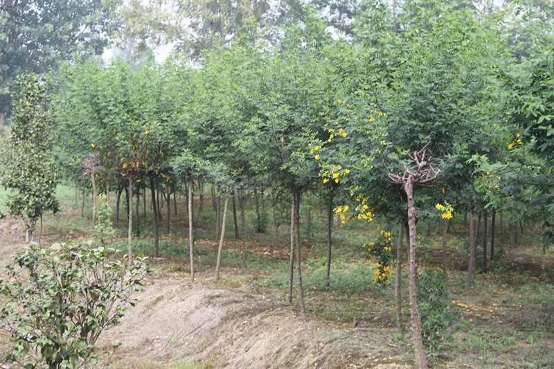 供應(yīng)成都黃花槐基地*格黃花槐