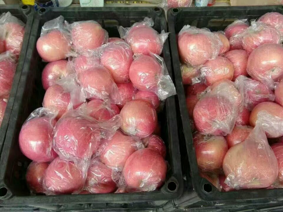 山東優(yōu)質(zhì)紅富士蘋果大量供應(yīng)圖片