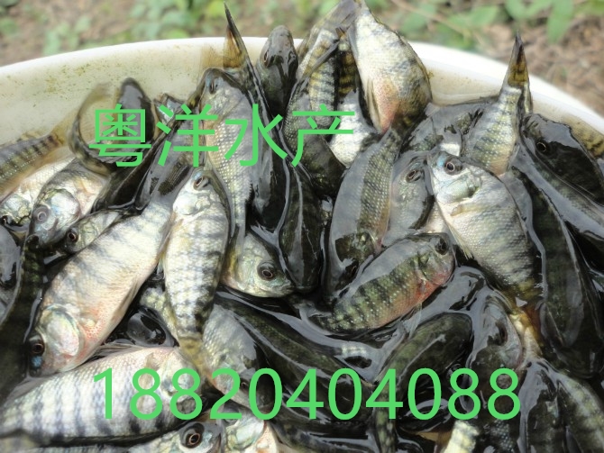 吉富羅非魚(yú)苗 奧尼羅非魚(yú)苗銷(xiāo)售