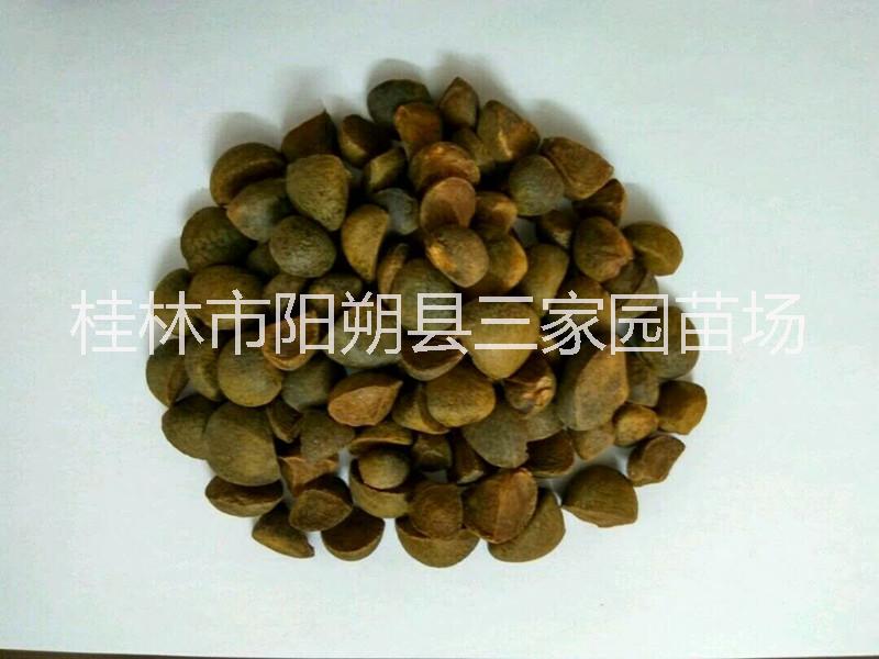 油茶圖片/油茶樣板圖 (2)