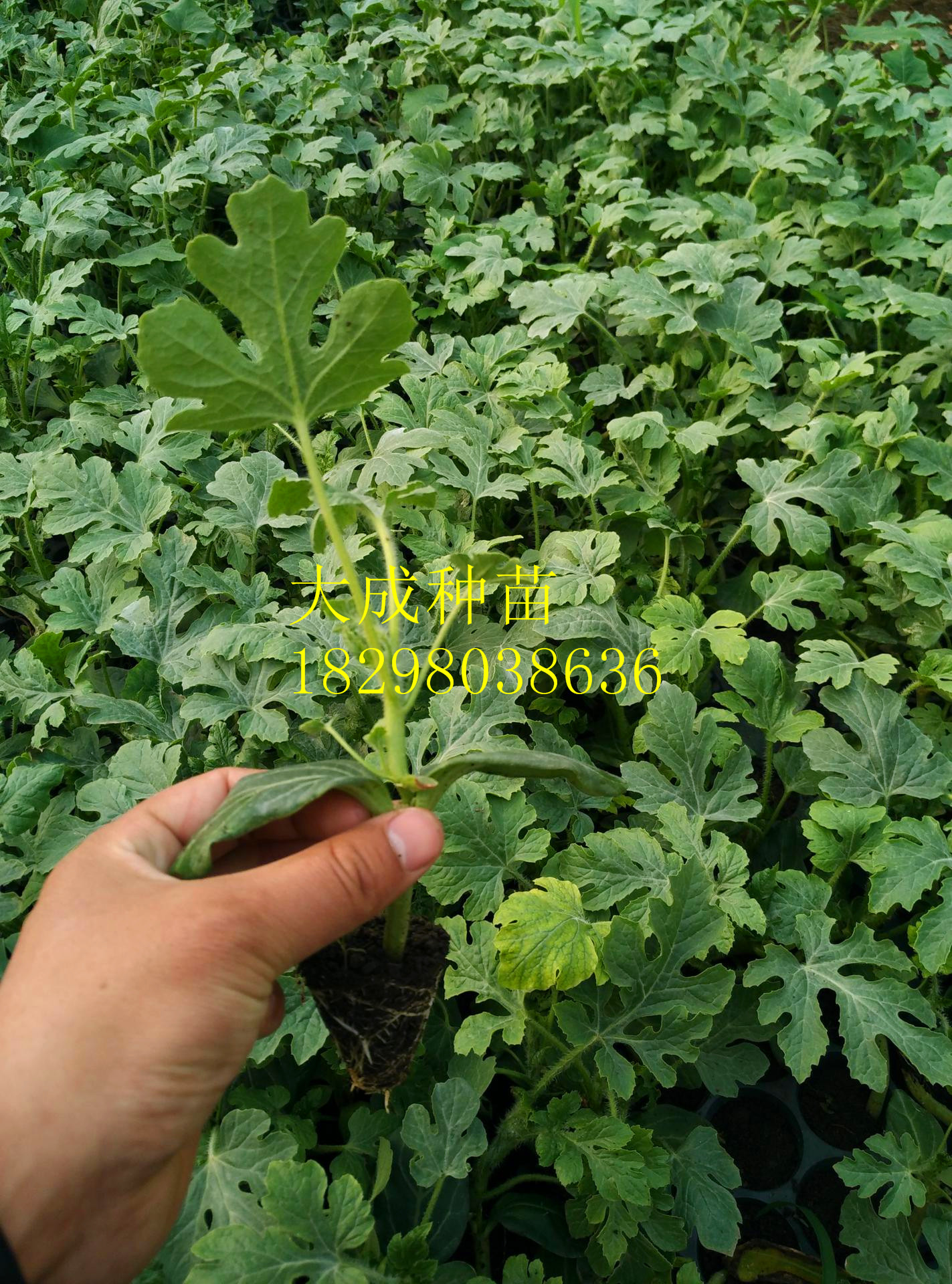 8424西瓜圖片/8424西瓜樣板圖 (2)