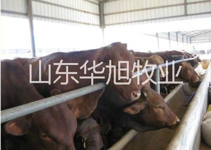 宜宾肉牛利木赞养殖加工种牛利润分析种牛牛舍建设视频图片