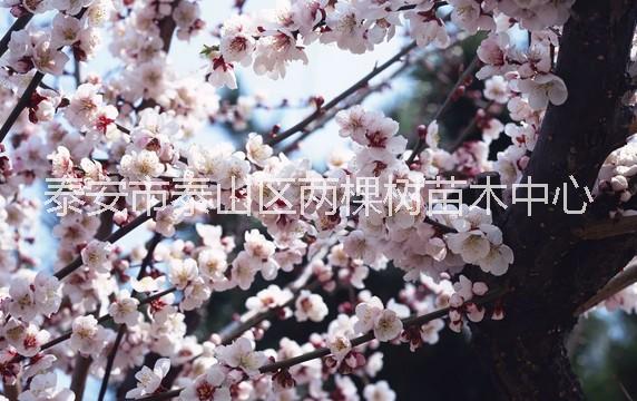 红叶樱花苗红叶樱花苗