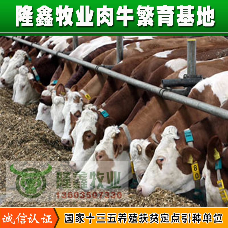 供應(yīng)用于繁殖|育肥的河南肉牛價格養(yǎng)殖交易市場 四川肉牛價格養(yǎng)殖交易市場