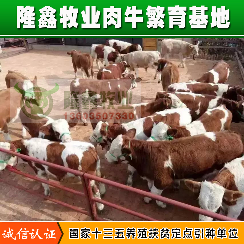 四川肉牛價格養(yǎng)殖交易市場圖片/四川肉牛價格養(yǎng)殖交易市場樣板圖 (2)
