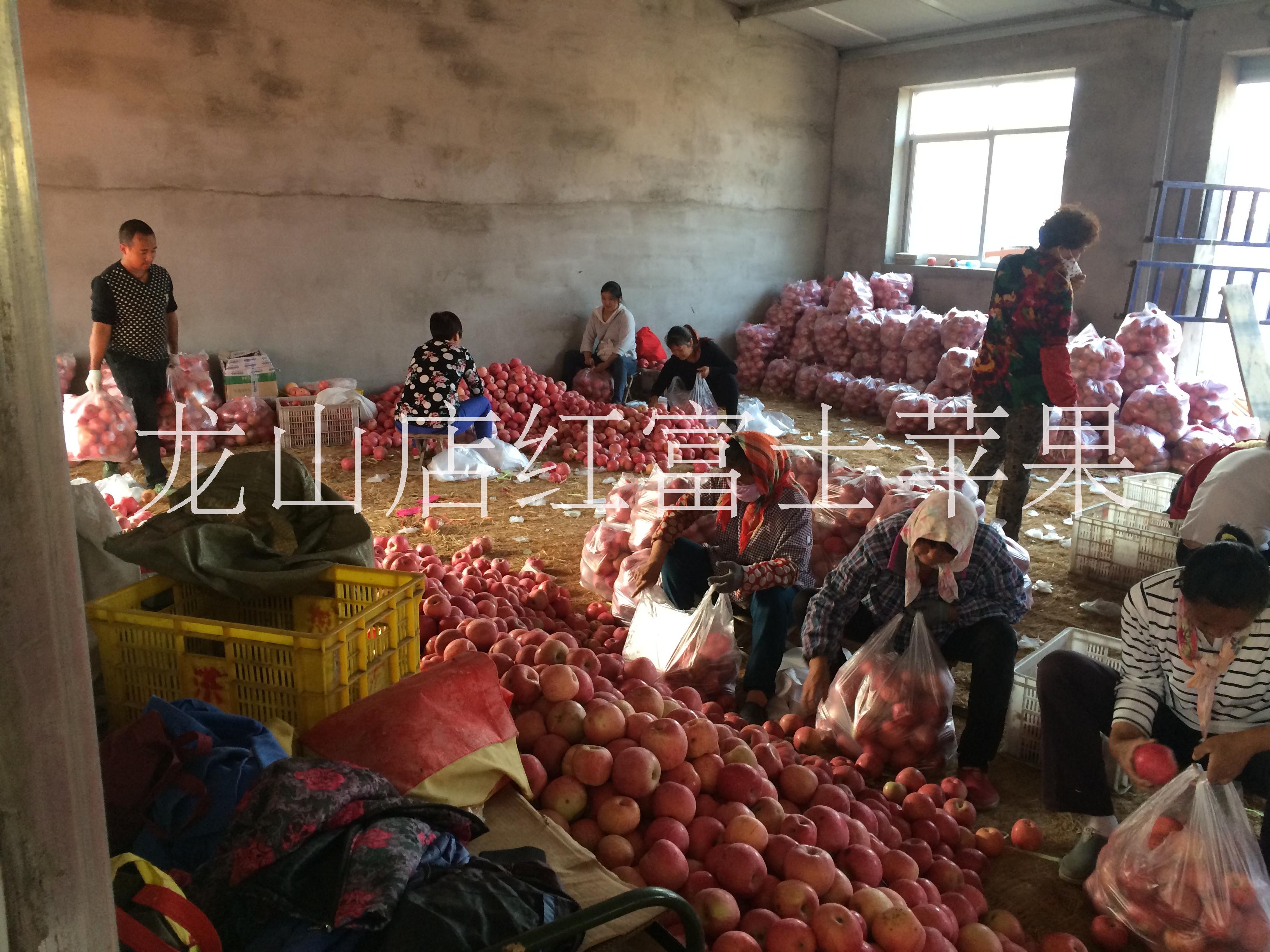 紅富士蘋果圖片/紅富士蘋果樣板圖 (3)