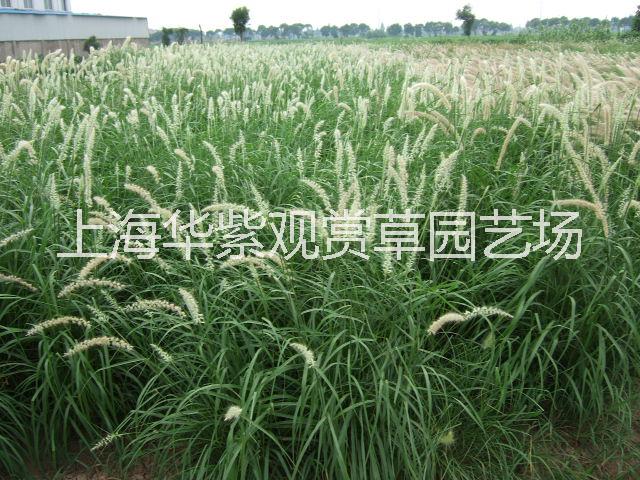 白美人狼尾草圖片/白美人狼尾草樣板圖 (3)
