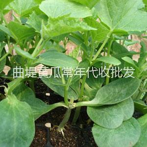 曲堤黃瓜批發(fā)圖片/曲堤黃瓜批發(fā)樣板圖 (3)