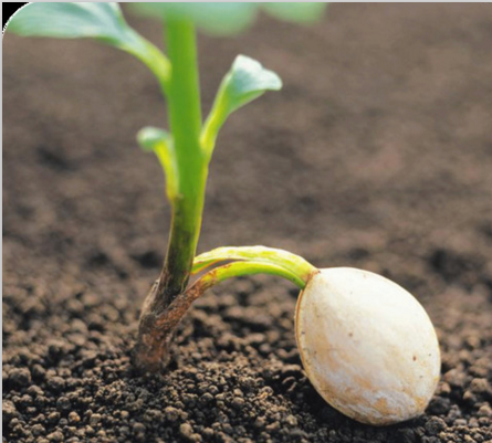 蔬果追溯系統(tǒng)圖片