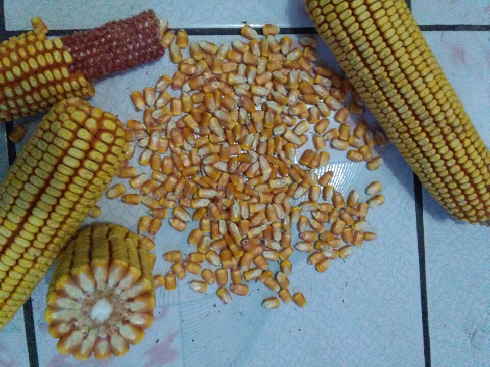 廣西南水稻種子追溯系統(tǒng)平臺 水稻