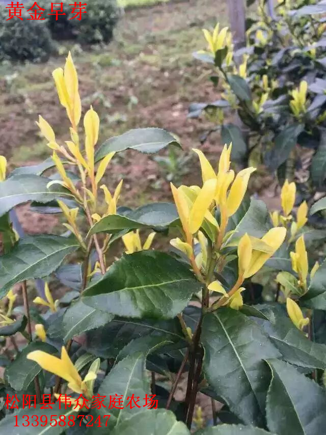 黃金早芽?jī)r(jià)格圖片/黃金早芽?jī)r(jià)格樣板圖 (1)