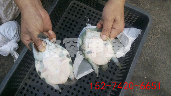 冷水中華鱉甲魚苗養(yǎng)殖圖片/冷水中華鱉甲魚苗養(yǎng)殖樣板圖 (1)