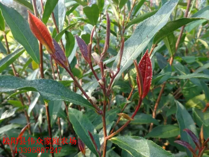 紫娟茶苗枝條優(yōu)質(zhì)基地供貨商