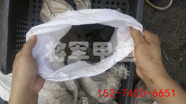 冷水中華鱉甲魚苗養(yǎng)殖圖片/冷水中華鱉甲魚苗養(yǎng)殖樣板圖 (4)