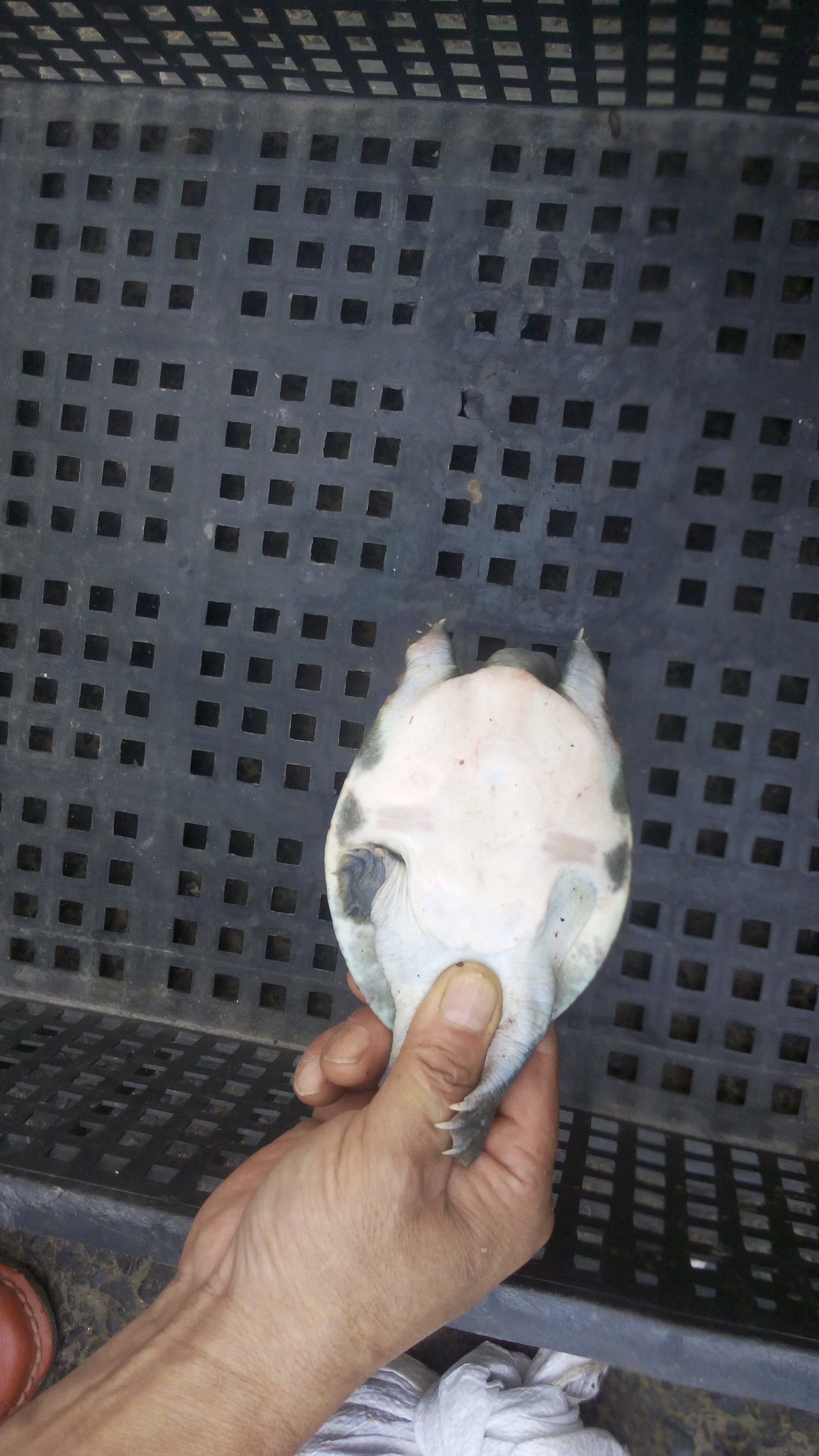 中華鱉甲魚(yú)苗批發(fā)圖片