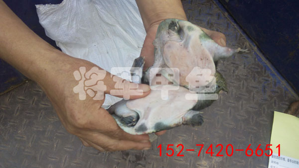 冷水中華鱉甲魚苗養(yǎng)殖圖片/冷水中華鱉甲魚苗養(yǎng)殖樣板圖 (3)