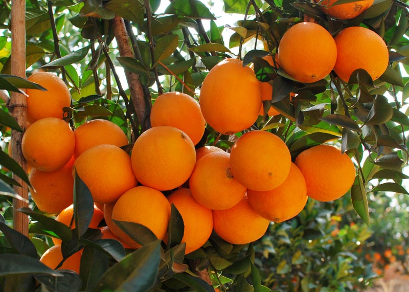 湖北臍橙批發(fā)商，贛南臍橙批發(fā)價(jià)，臍橙批發(fā)多少錢一斤，臍橙批發(fā)商