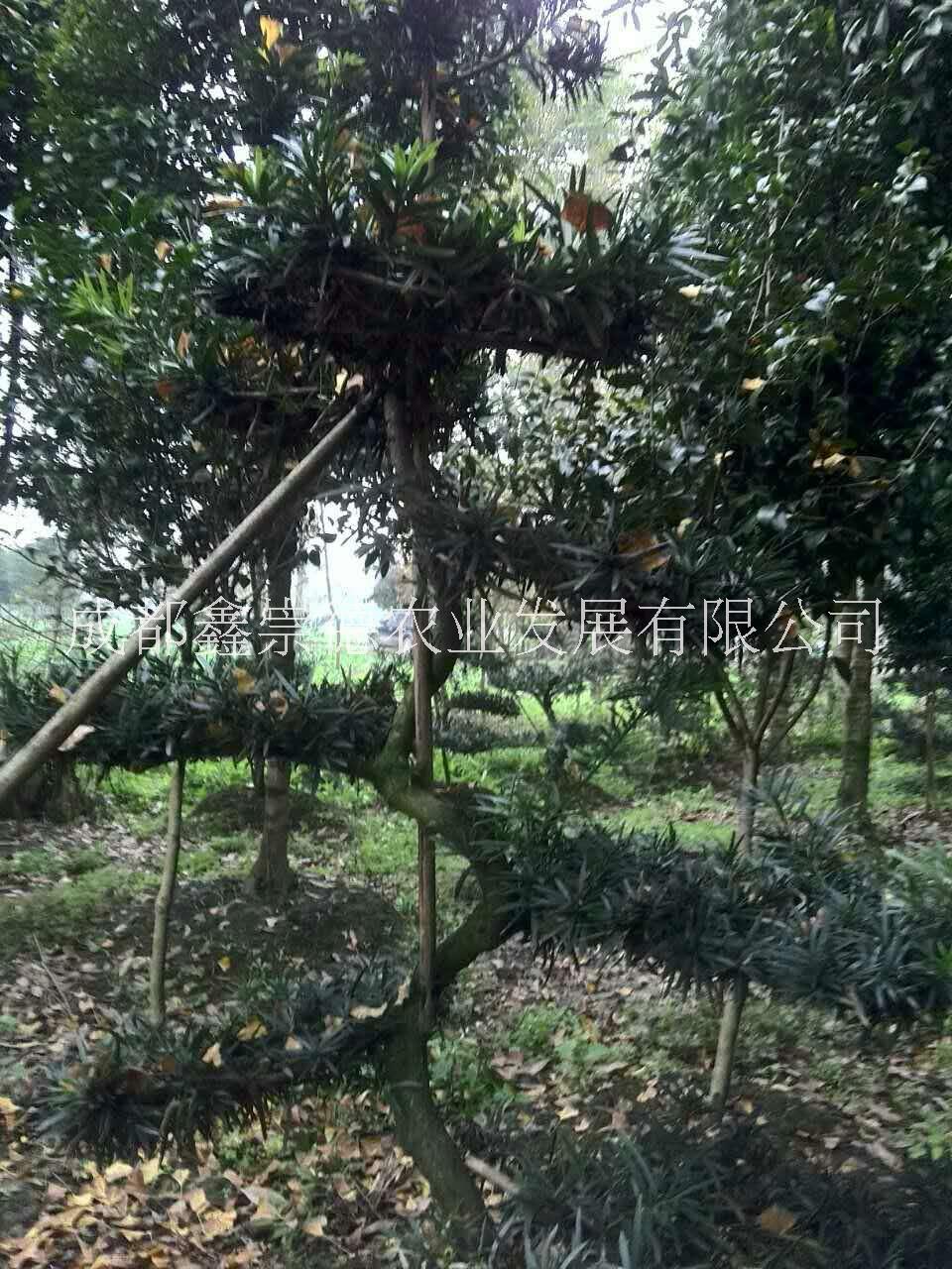 成都羅漢松造型基地成都羅漢松簡(jiǎn)單造型基地羅漢松造型價(jià)格崇德園林羅漢松造型基地直銷