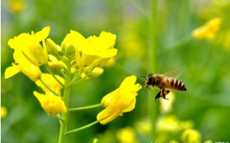 兴城市白萝卜种植  土豆种植  油菜种植