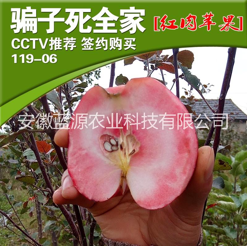 安徽蘋(píng)果苗批發(fā)圖片/安徽蘋(píng)果苗批發(fā)樣板圖 (2)