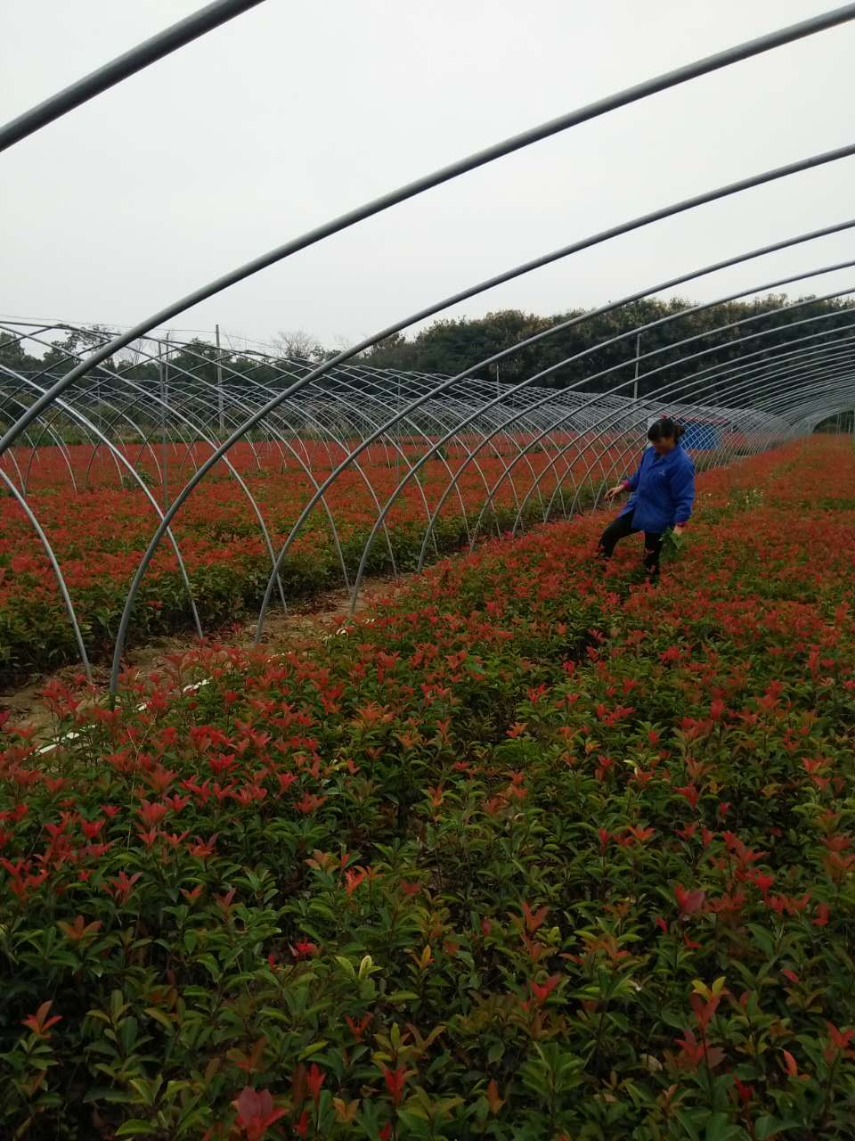 河南香樟树厂家专业种植河南香樟树