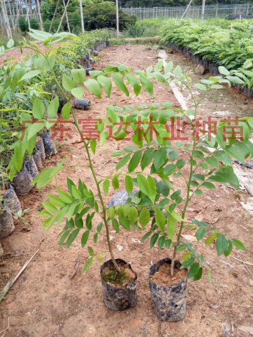 海南黃花梨樹苗圖片/海南黃花梨樹苗樣板圖 (1)