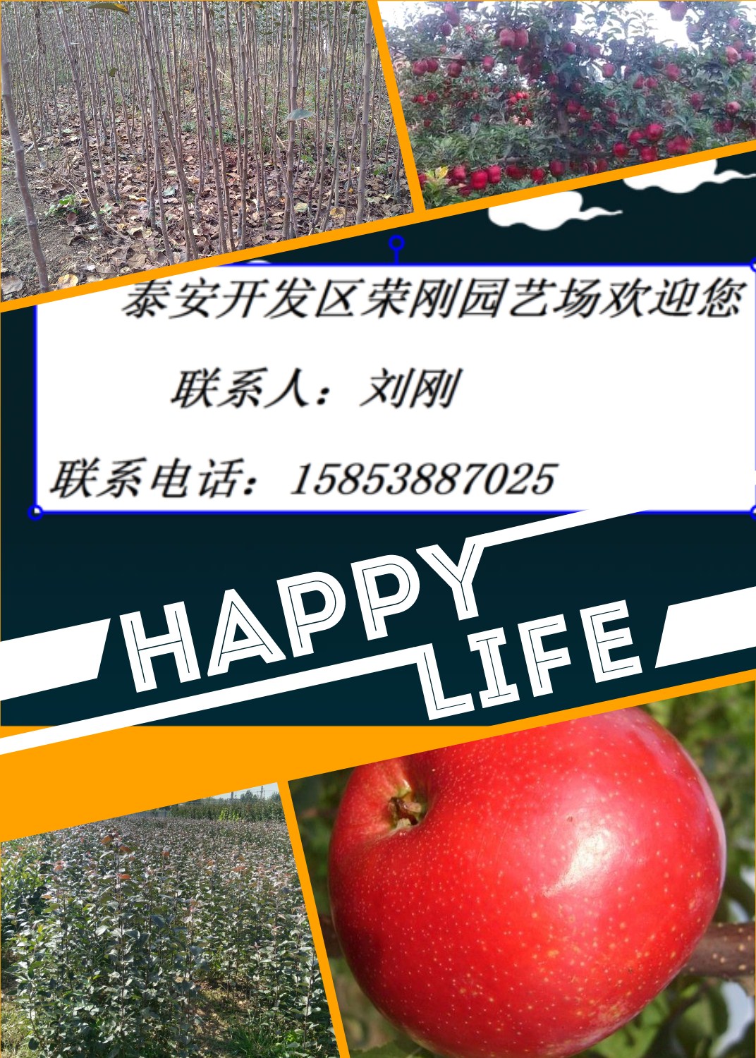 煙富8蘋果苗圖片/煙富8蘋果苗樣板圖 (3)