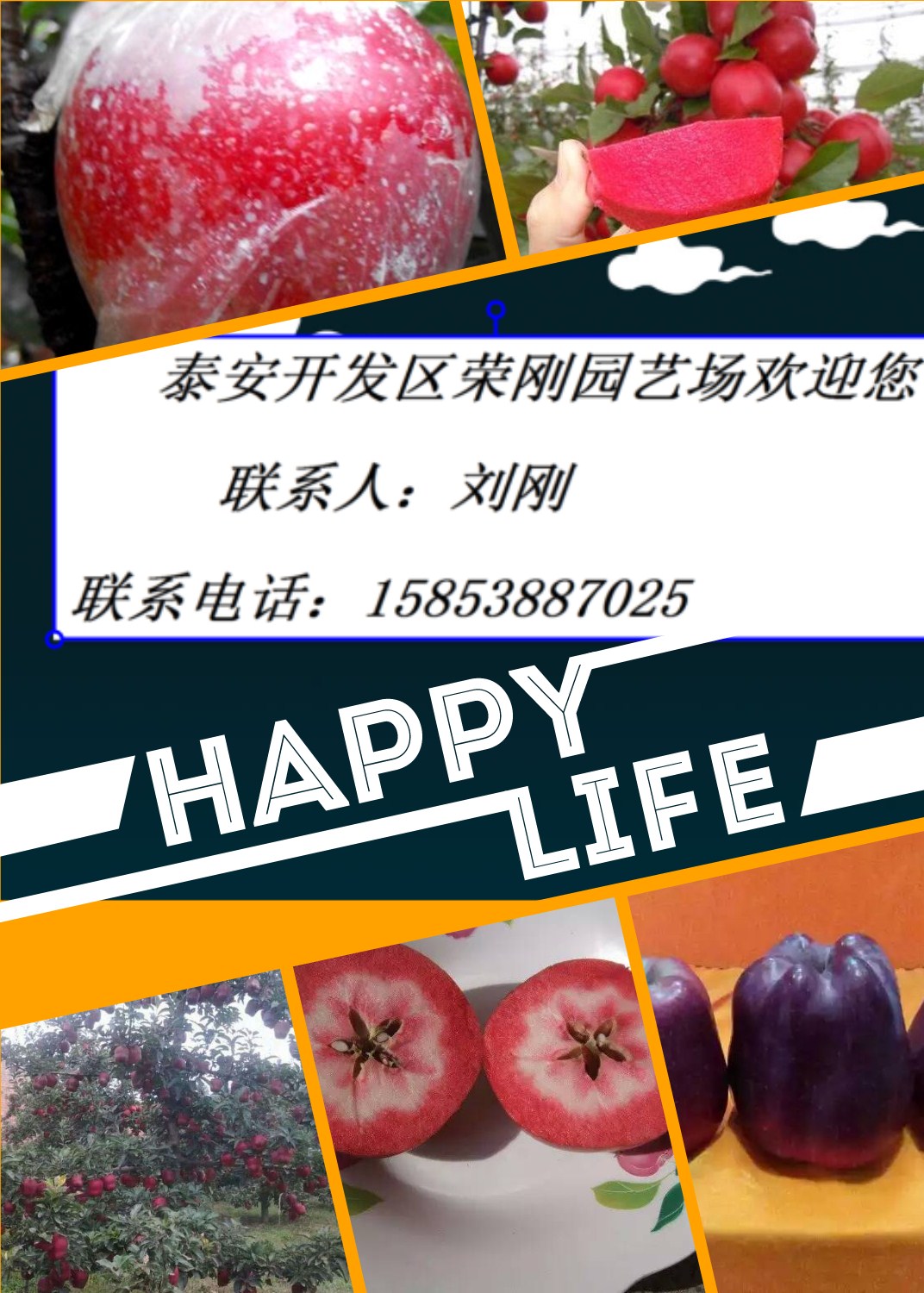 煙富0蘋果苗圖片/煙富0蘋果苗樣板圖 (2)