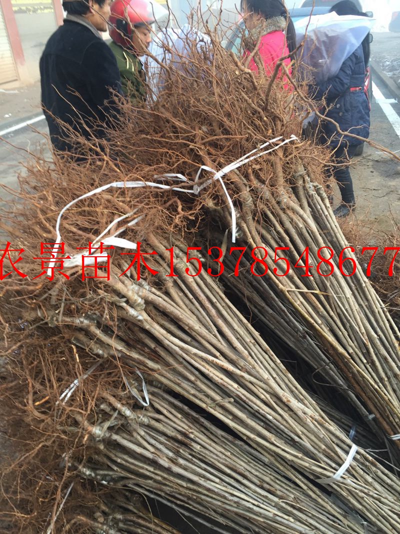 紅櫻桃圖片/紅櫻桃樣板圖 (2)