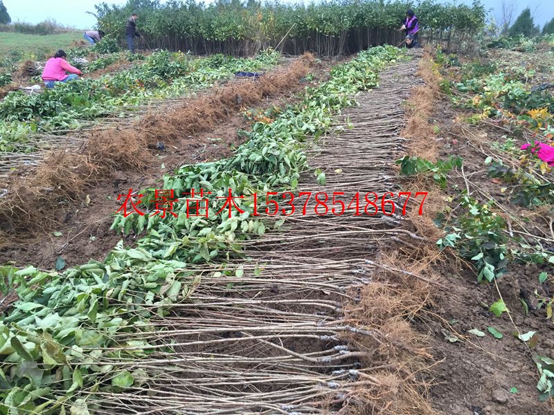 紅櫻桃圖片/紅櫻桃樣板圖 (4)