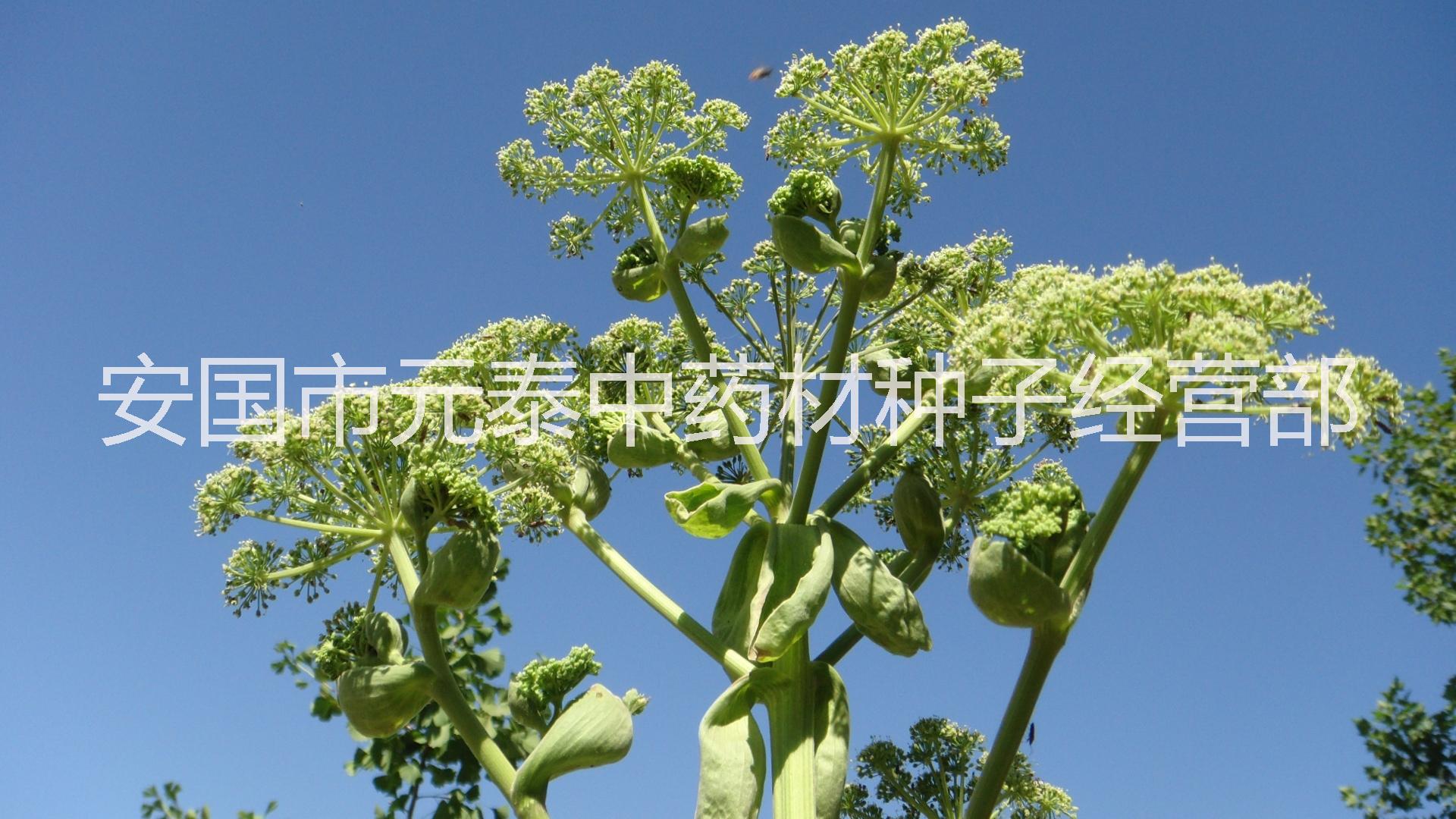 產(chǎn)地直銷白芷種子圖片