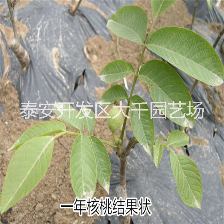 核桃苗出售 薄皮核桃苗产量高 成活率高适应范围广 价格低图片