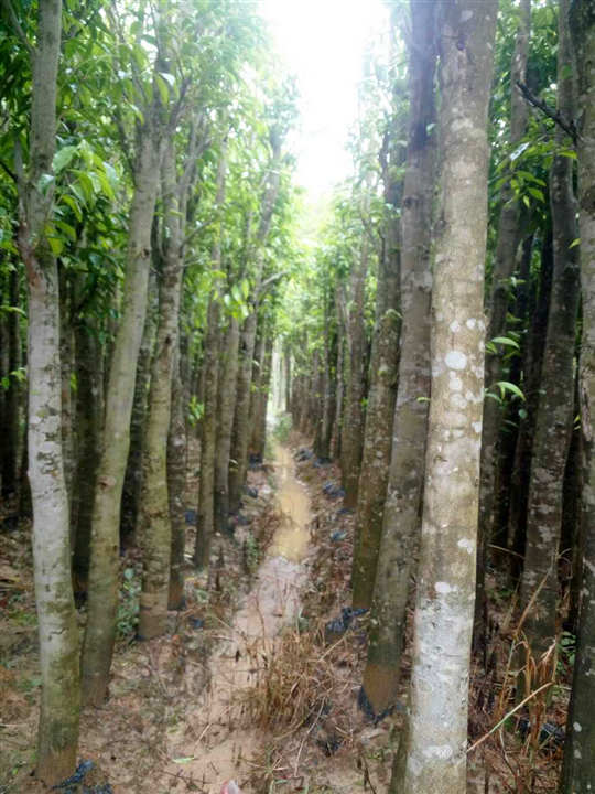 沉香樹圖片/沉香樹樣板圖 (2)