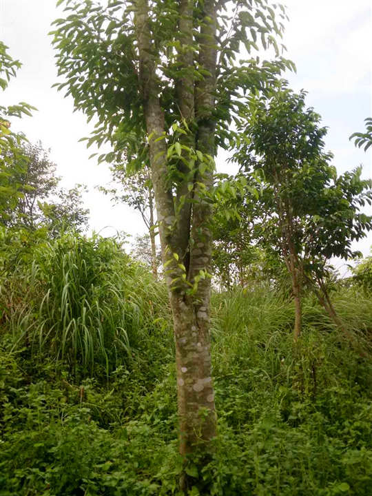 云南沉香綠化苗1元一顆特價批發(fā)圖片