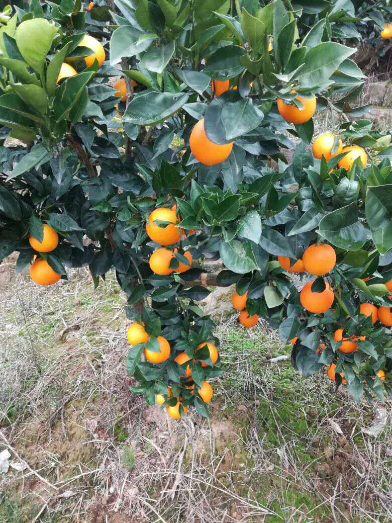 湖北蜜橘價格圖片/湖北蜜橘價格樣板圖 (2)