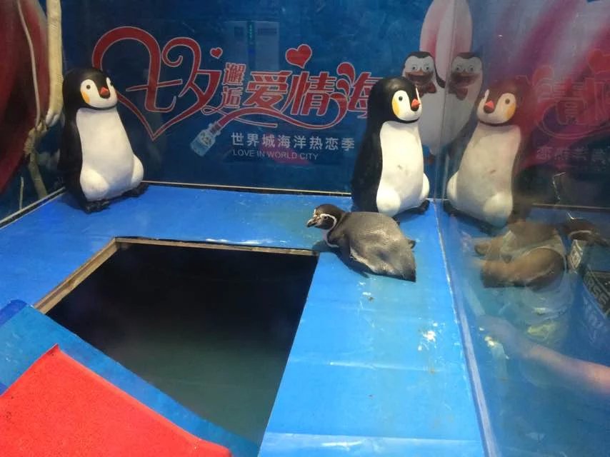 觀賞魚缸圖片/觀賞魚缸樣板圖 (1)