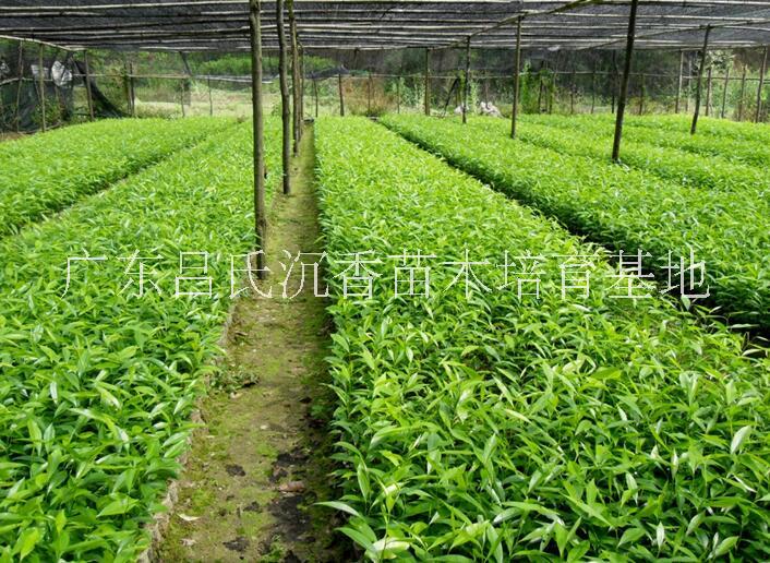 沉香樹(shù)苗圖片/沉香樹(shù)苗樣板圖 (2)