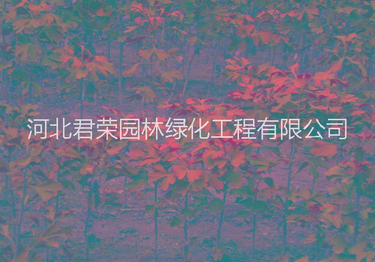 銀杏圖片