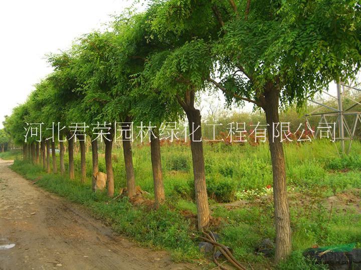 2公分國槐圖片/2公分國槐樣板圖 (4)