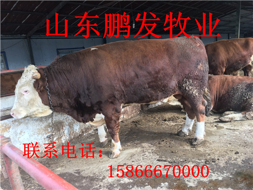 西门塔尔牛养殖场 肉牛养殖场 肉牛育肥 肉牛养殖