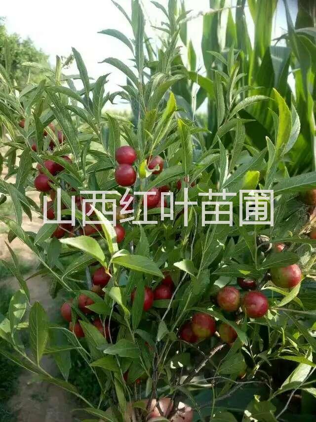 鈣果苗價(jià)格圖片