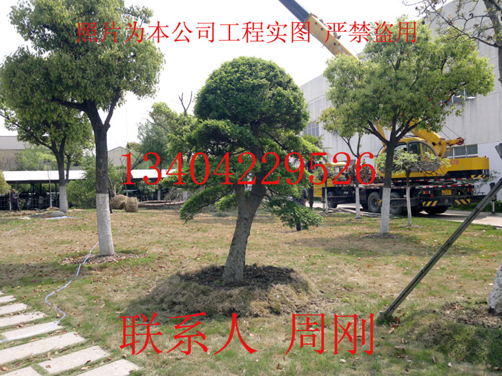 蘇州廠區(qū)綠化、蘇州工廠綠化、蘇州工程綠化公司、蘇州小區(qū)綠化