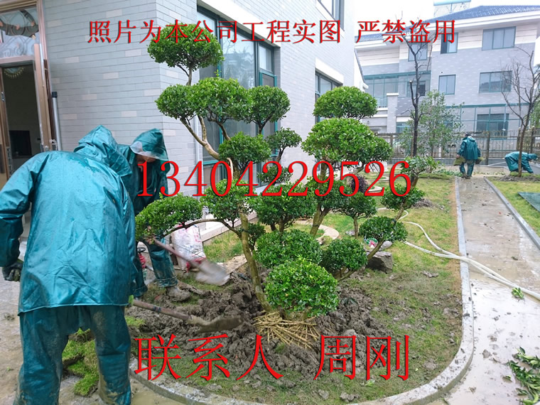 蘇州庭院別墅綠化圖片/蘇州庭院別墅綠化樣板圖 (2)