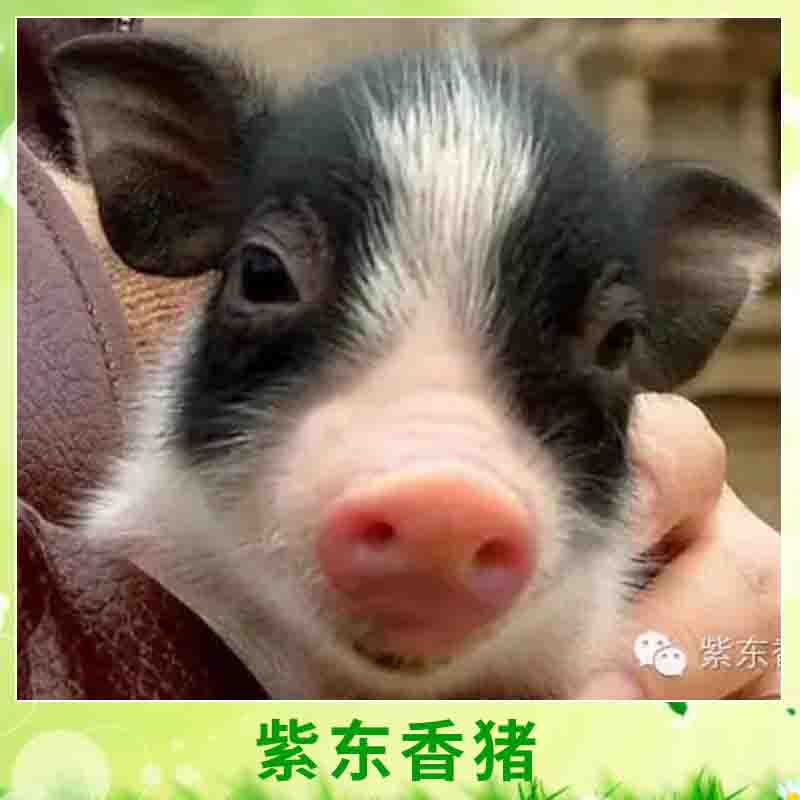 天臺(tái)紫東*專業(yè)合作社養(yǎng)殖豬體小早熟迷你豬*養(yǎng)殖種苗