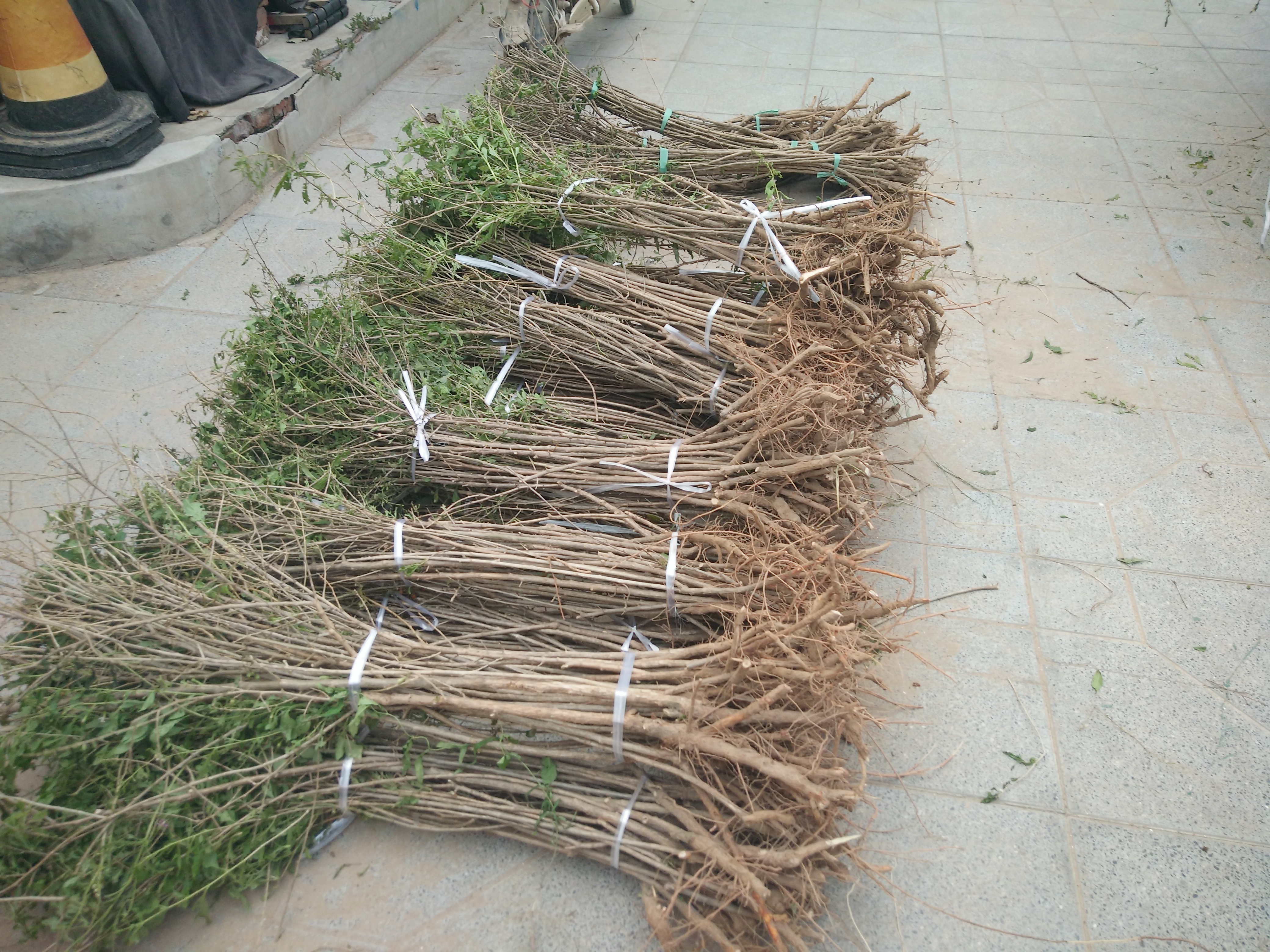 枸杞苗圖片/枸杞苗樣板圖 (2)