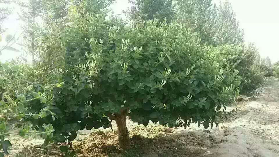 金銀花樹圖片/金銀花樹樣板圖 (3)