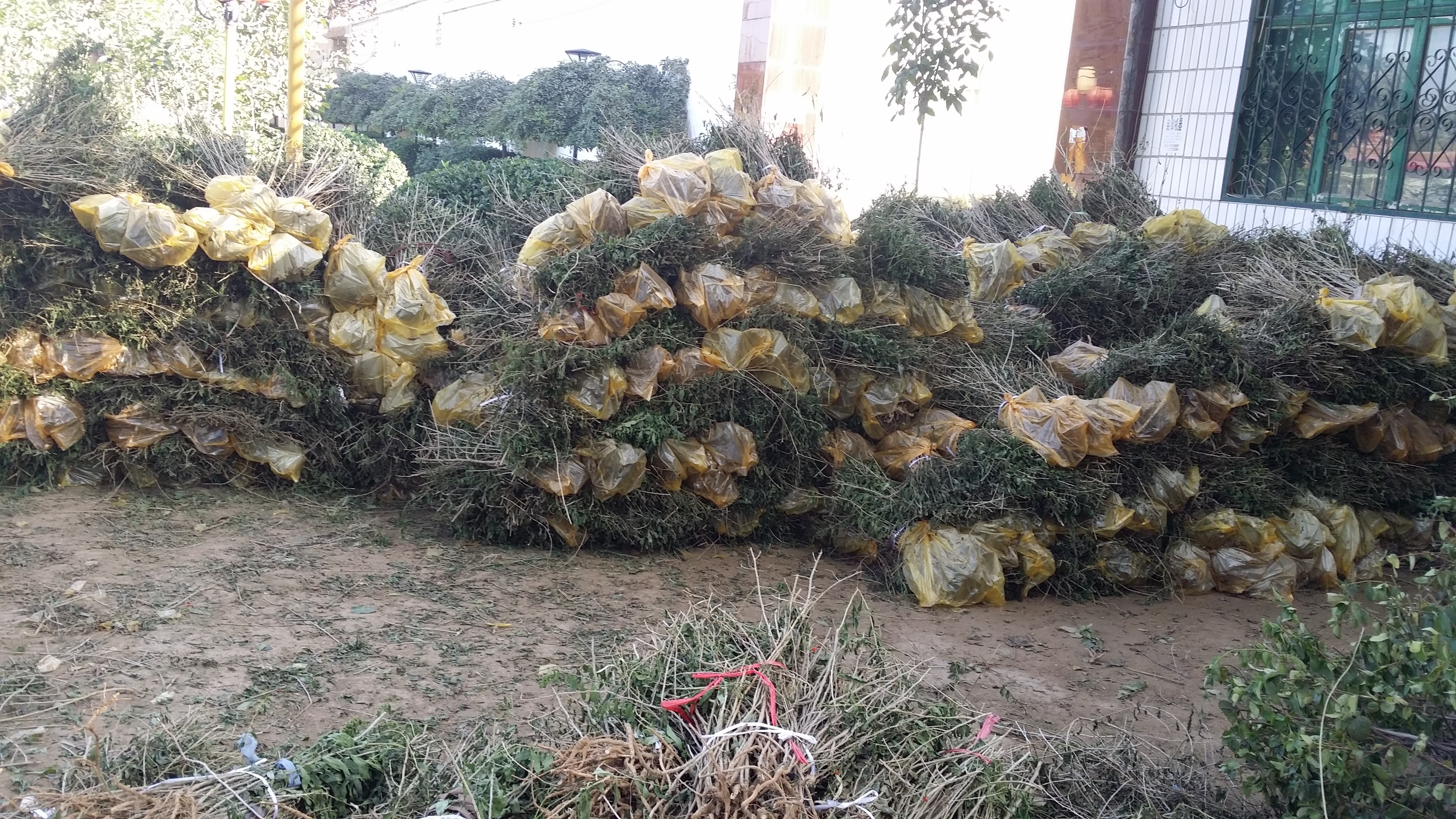 枸杞苗圖片/枸杞苗樣板圖 (4)